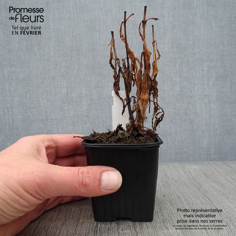 Penstemon Blackbird - Beardtongue 7/8 cm pot sample as delivered in winter