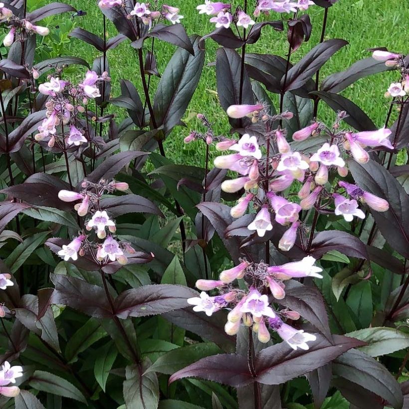 Penstemon digitalis Dark Towers - Foxglove beardtongue (Flowering)