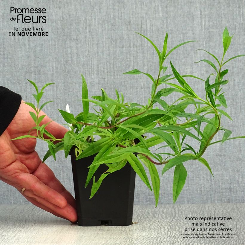 Penstemon campanulatus Garnet - Beardtongue 8/9 cm pot sample as delivered in autumn