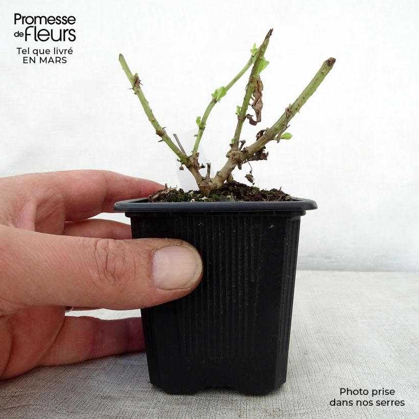 Penstemon hybrida Gloire de Quatre Rue - Beardtongue 8/9 cm pot sample as delivered in spring
