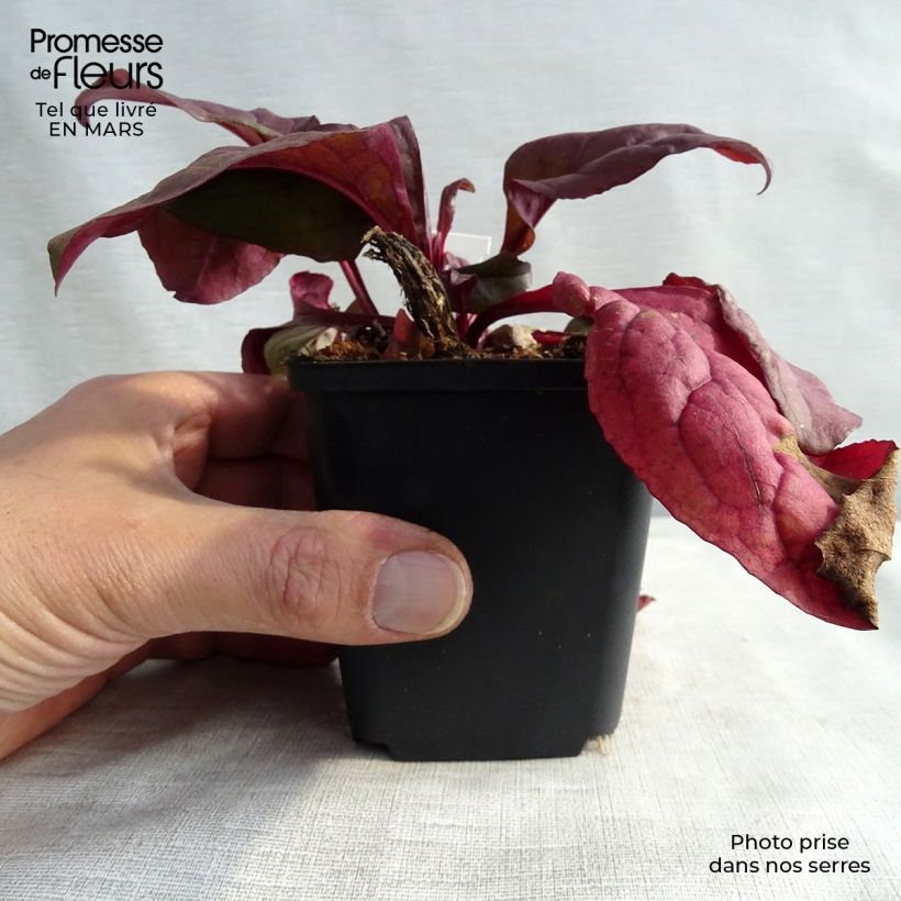 Penstemon digitalis Husker Red - Foxglove beardtongue 8/9 cm pot sample as delivered in spring