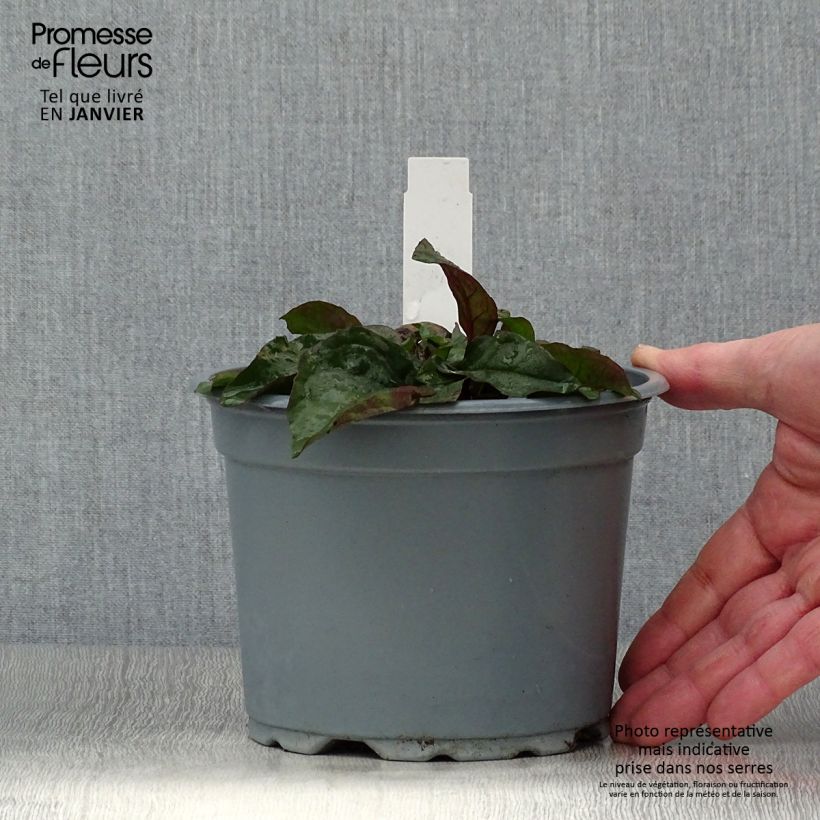 Penstemon digitalis Husker Red - Foxglove beardtongue 2L/3L pot sample as delivered in winter