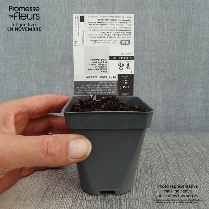 Penstemon Midnight - Beardtongue 8/9 cm pot sample as delivered in autumn