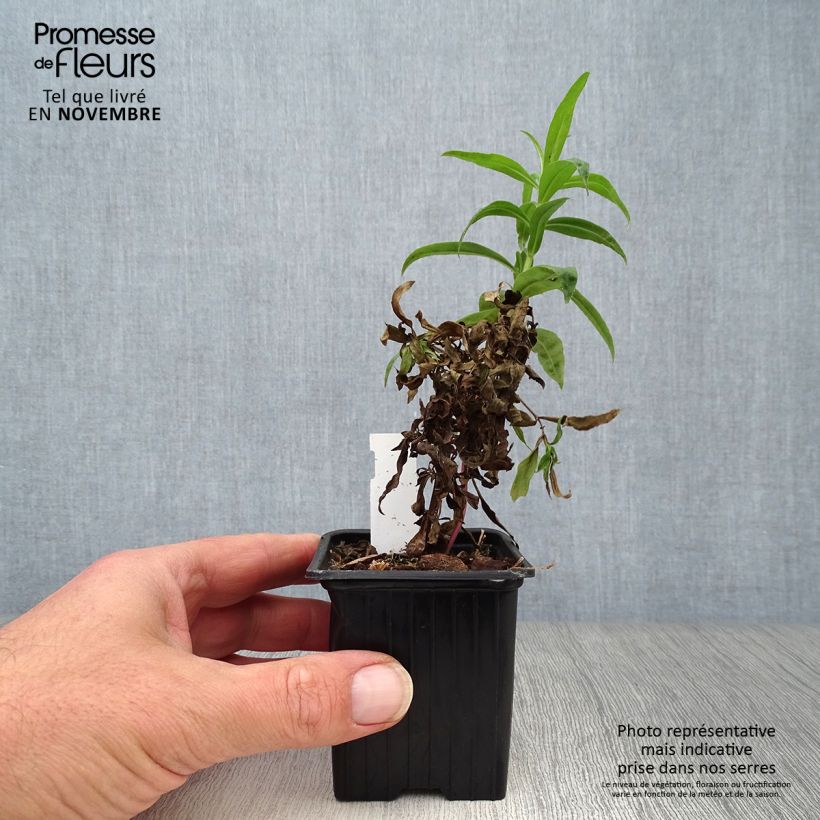 Penstemon Russian River - Beardtongue 8/9 cm pot sample as delivered in autumn