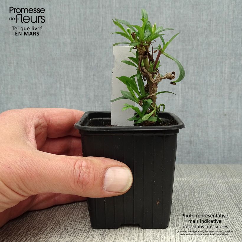 Penstemon Russian River - Beardtongue 8/9 cm pot sample as delivered in spring