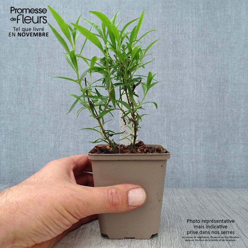 Penstemon Schoenholzeri - Beardtongue 8/9 cm pot sample as delivered in autumn