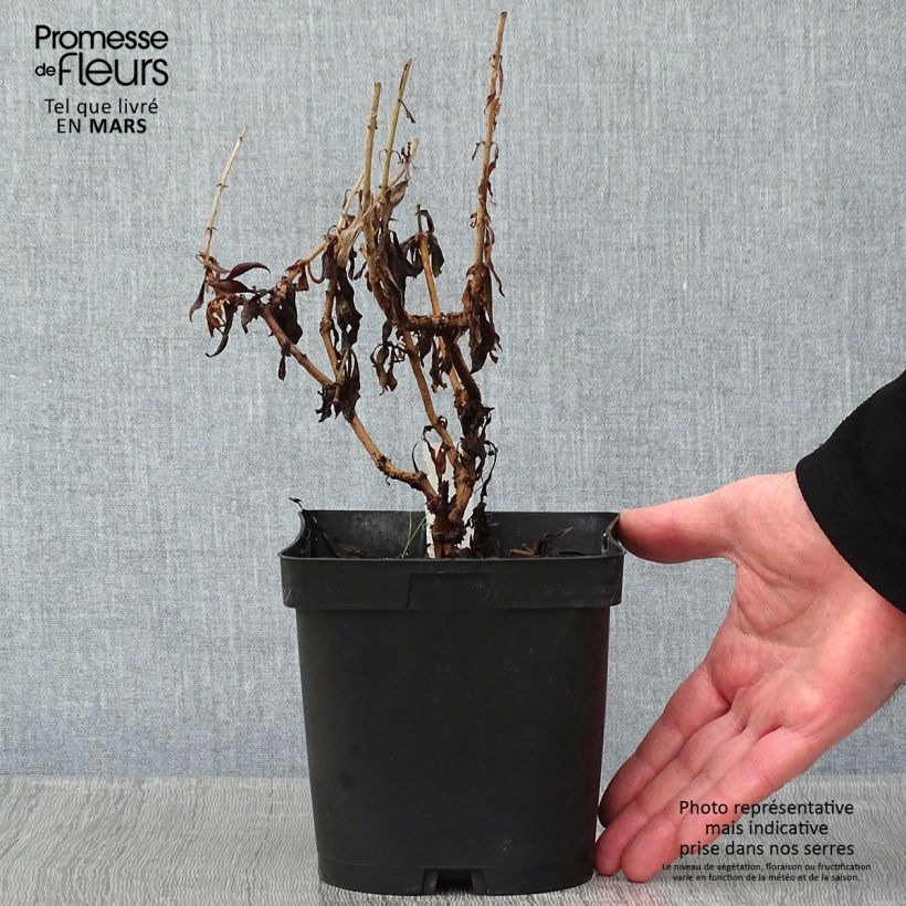 Penstemon Schoenholzeri - Beardtongue 2L/3L pot sample as delivered in winter