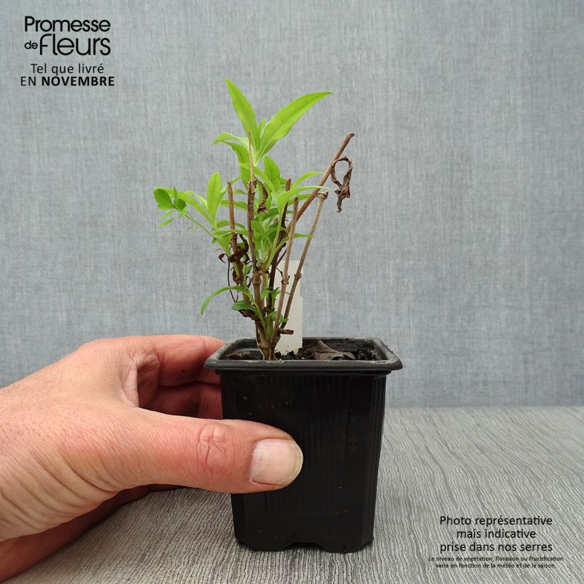 Penstemon White Bedder - Beardtongue 8/9 cm pot sample as delivered in autumn