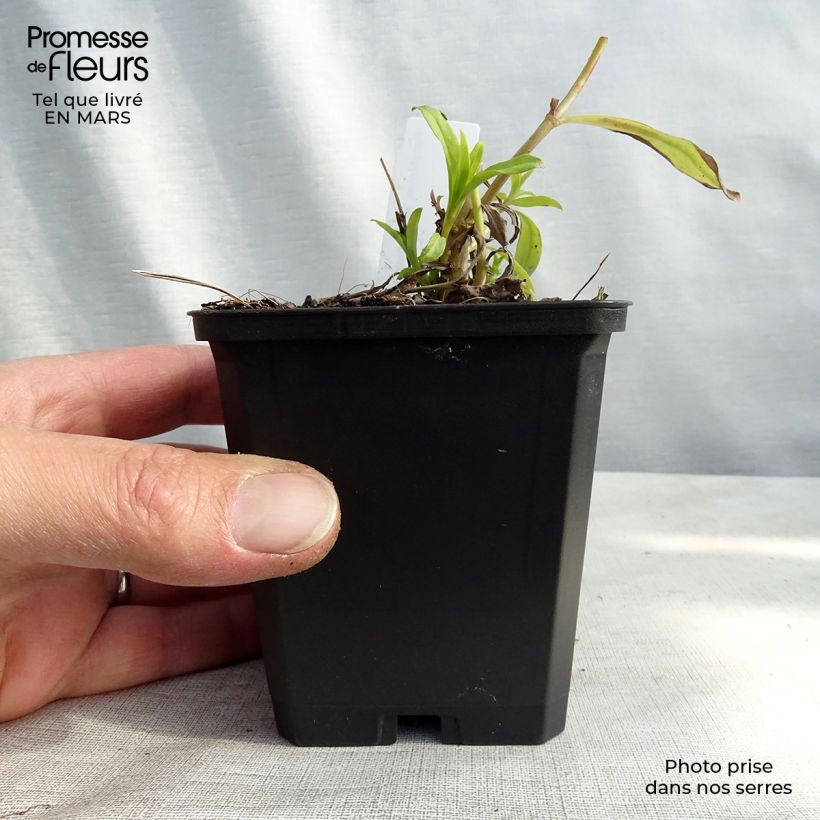 Penstemon White Bedder - Beardtongue 8/9 cm pot sample as delivered in winter