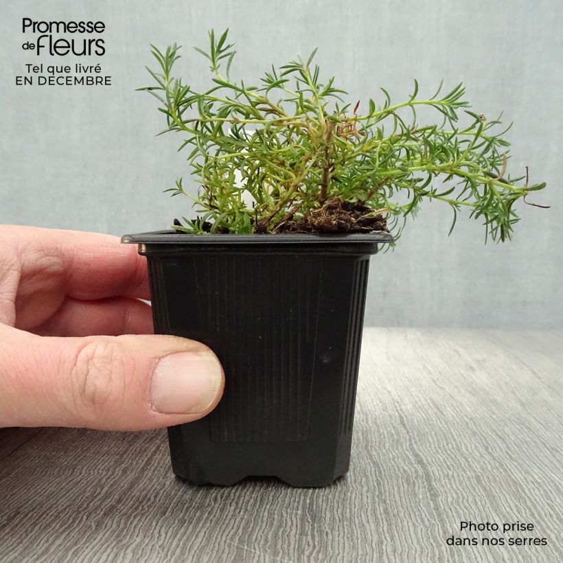 Penstemon pinifolius Mersea Yellow - Beardtongue 8/9 cm pot sample as delivered in winter