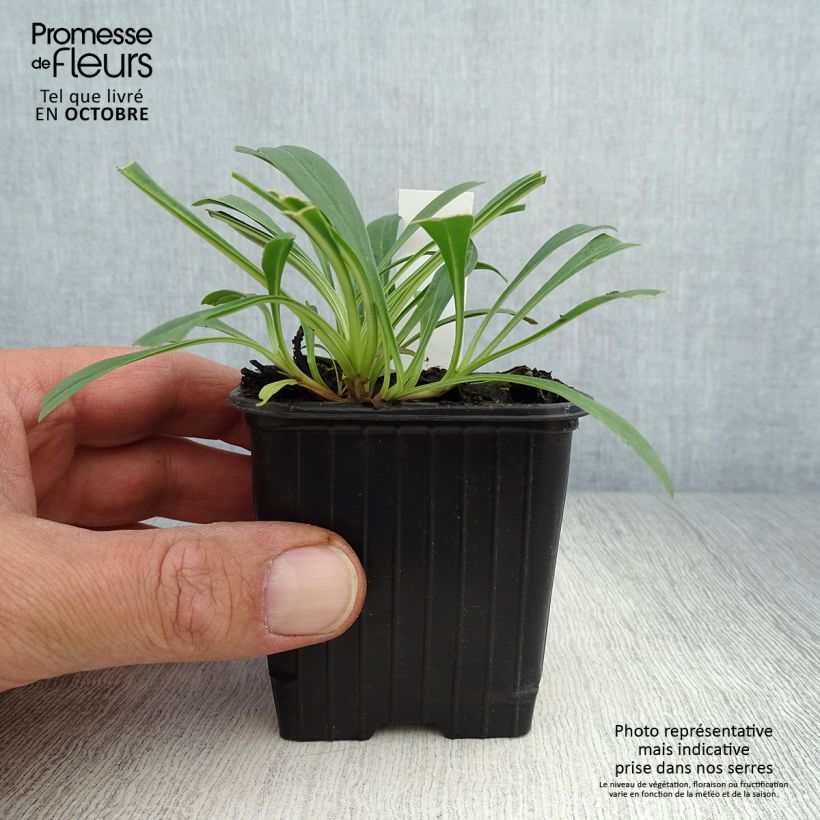 Penstemon strictus - Beardtongue 8/9 cm pot sample as delivered in autumn
