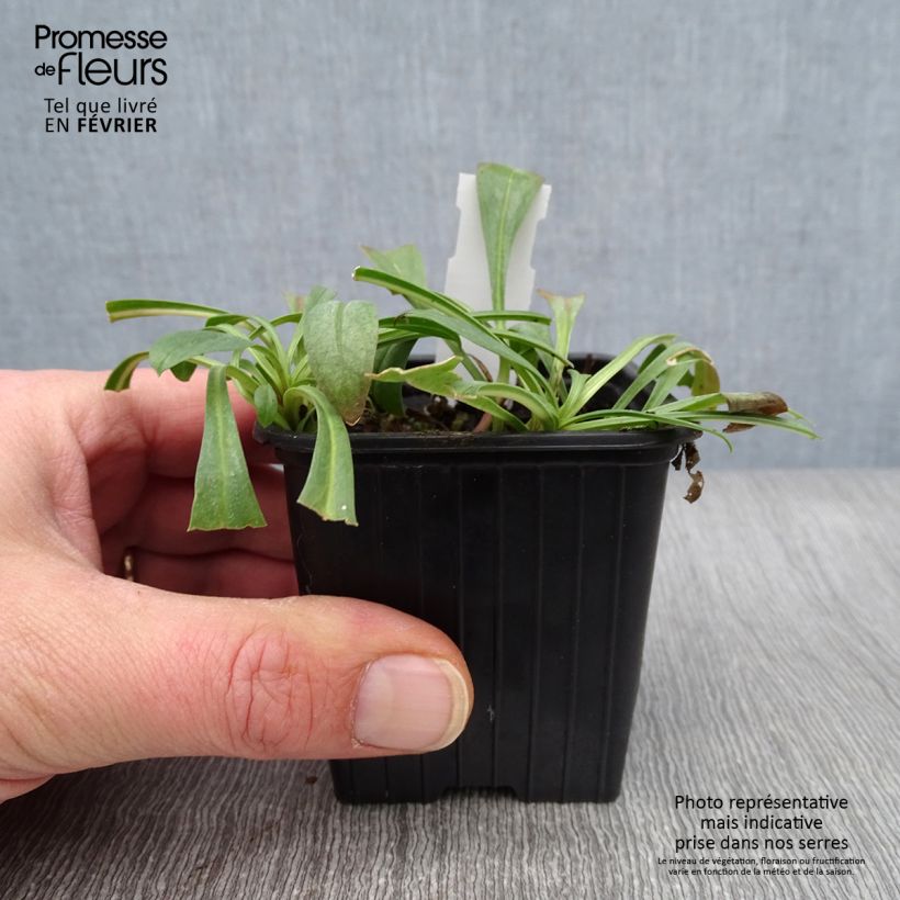 Penstemon strictus - Beardtongue 8/9 cm pot sample as delivered in winter