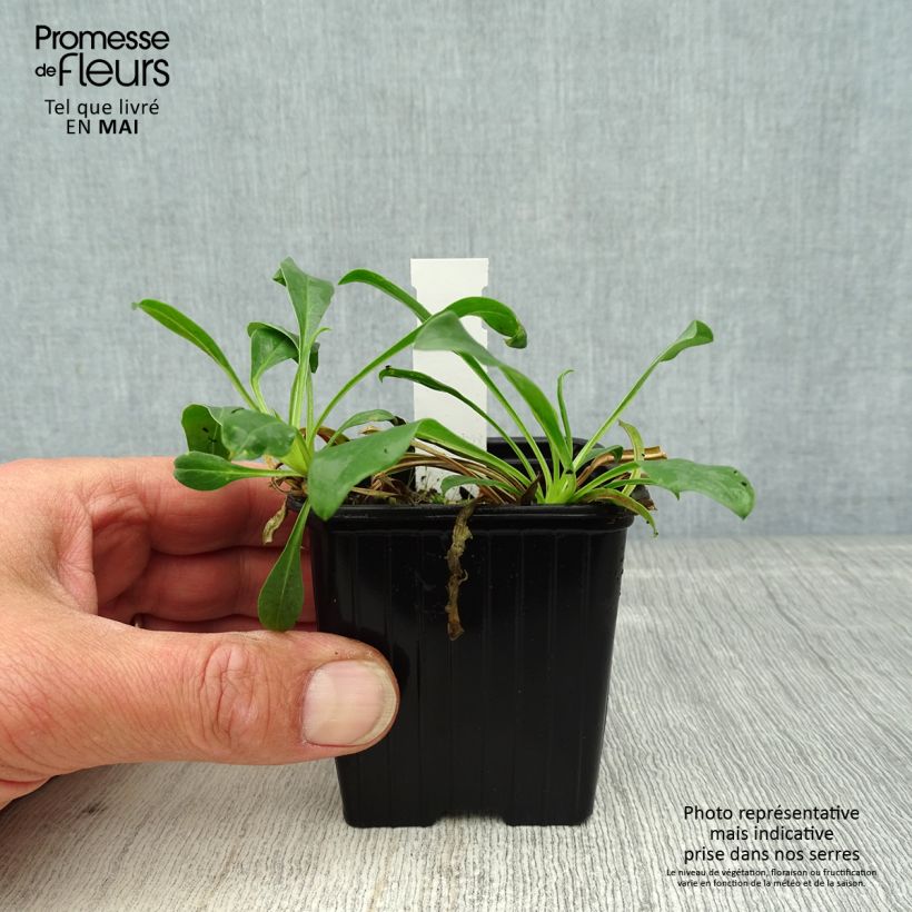 Penstemon strictus - Beardtongue 8/9 cm pot sample as delivered in spring