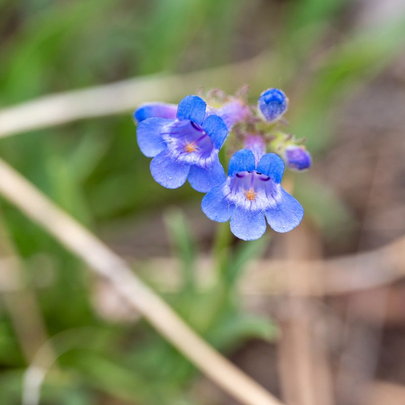 Penstemon virens  (Flowering)