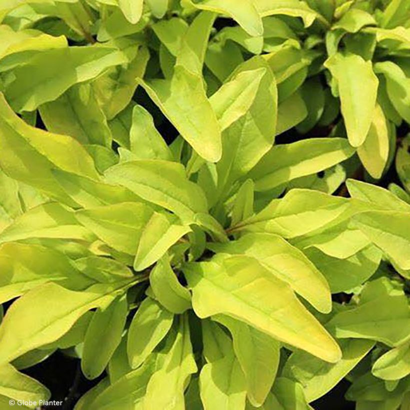 Penstemon digitalis Goldfinger (Foliage)