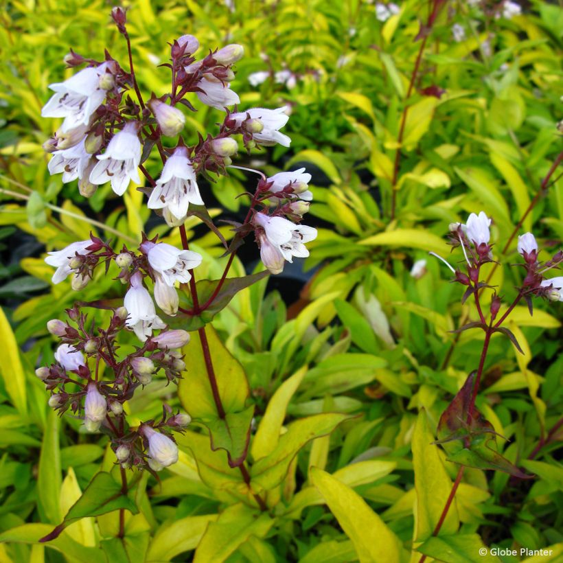 Penstemon digitalis Goldfinger (Flowering)