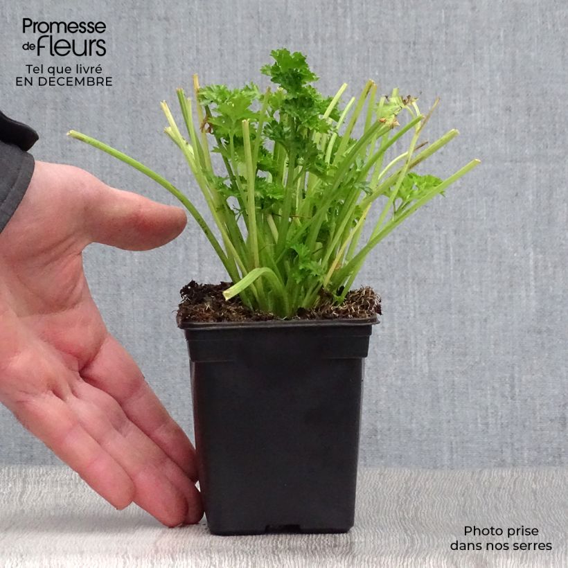 Organic Per-Cel - Parsley Celery 7/8 cm pot sample as delivered in winter