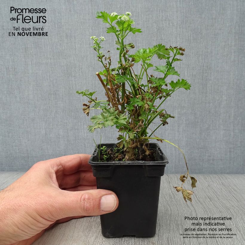 Organic Per-Cel - Parsley Celery 7/8 cm pot sample as delivered in autumn