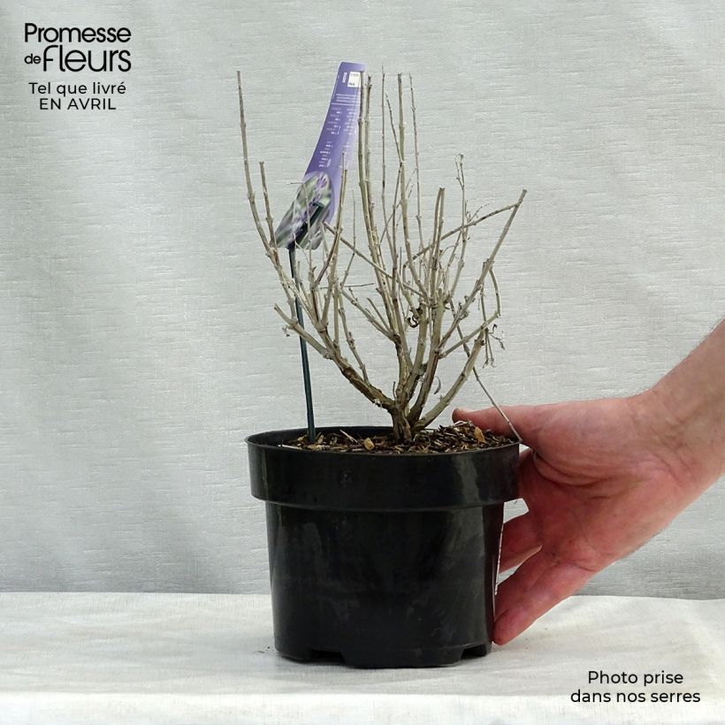 Perovskia  atriplicifolia Silvery Blue - Russian Sage 3L/4L pot sample as delivered in spring