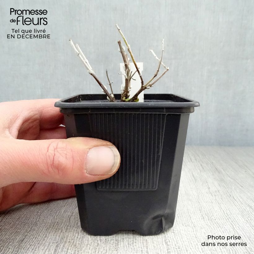 Perovskia atriplicifolia Blue Spire - Russian Sage 8/9 cm pot sample as delivered in winter