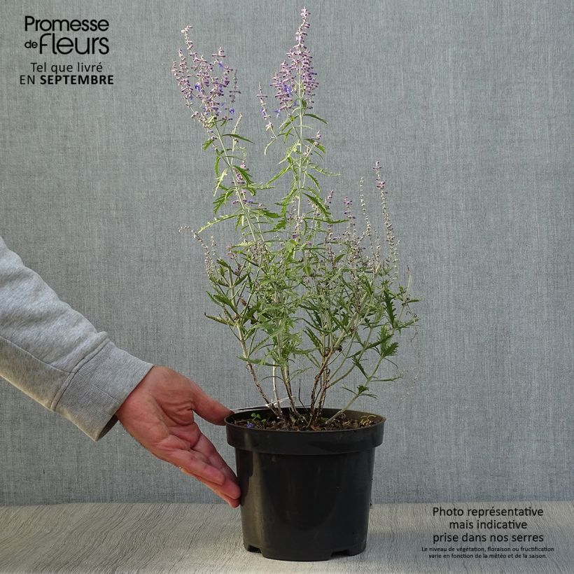 Perovskia atriplicifolia Lacey Blue - Russian Sage 2L/3L pot sample as delivered in autumn