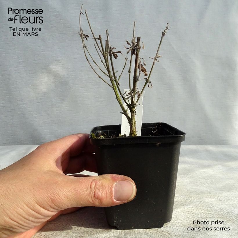 Perovskia atriplicifolia Little Spire - Russian Sage 8/9 cm pot sample as delivered in winter
