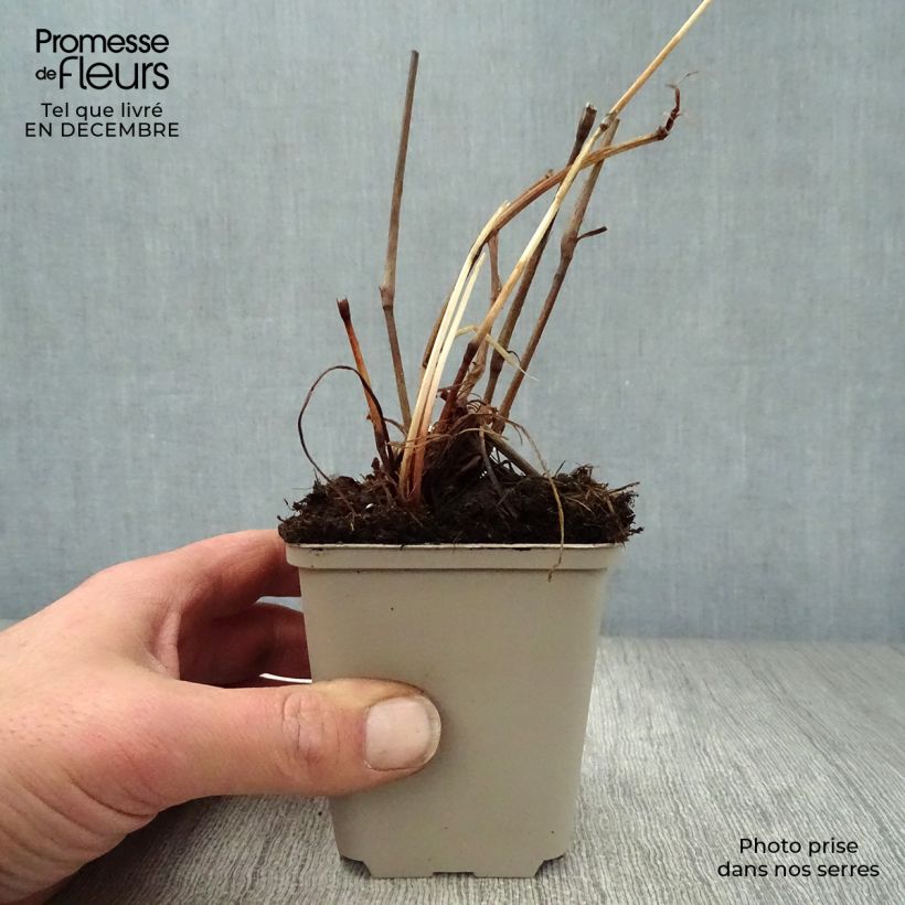 Persicaria amplexicaulis var. pendula - Mountain Fleece 8/9 cm pot sample as delivered in winter