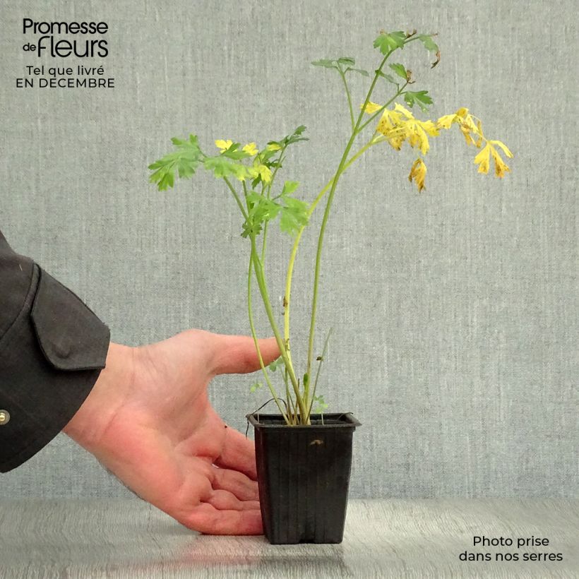 Géant d'Italie Parsley 8/9 cm pot sample as delivered in winter
