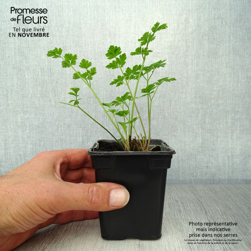 Géant d'Italie Parsley 8/9 cm pot sample as delivered in autumn