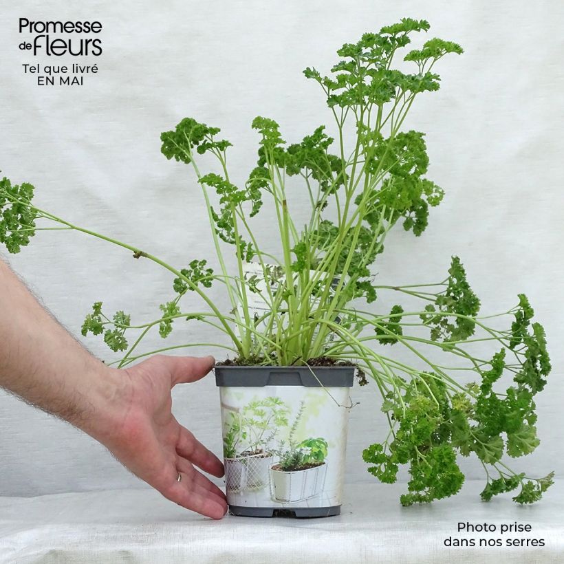 Dark green curly parsley - organic plant 2L/3L pot sample as delivered in spring