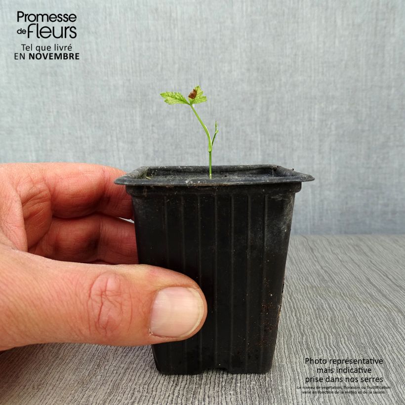 Organic Mitsuba ,Japanese Parsley - Cryptotaenia japonica 7/8 cm pot sample as delivered in autumn