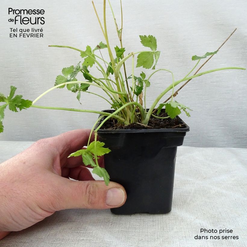 Organic Mitsuba ,Japanese Parsley - Cryptotaenia japonica 7/8 cm pot sample as delivered in winter