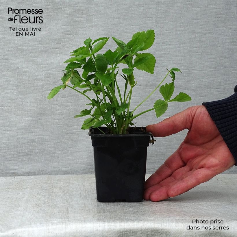Organic Mitsuba ,Japanese Parsley - Cryptotaenia japonica 7/8 cm pot sample as delivered in spring
