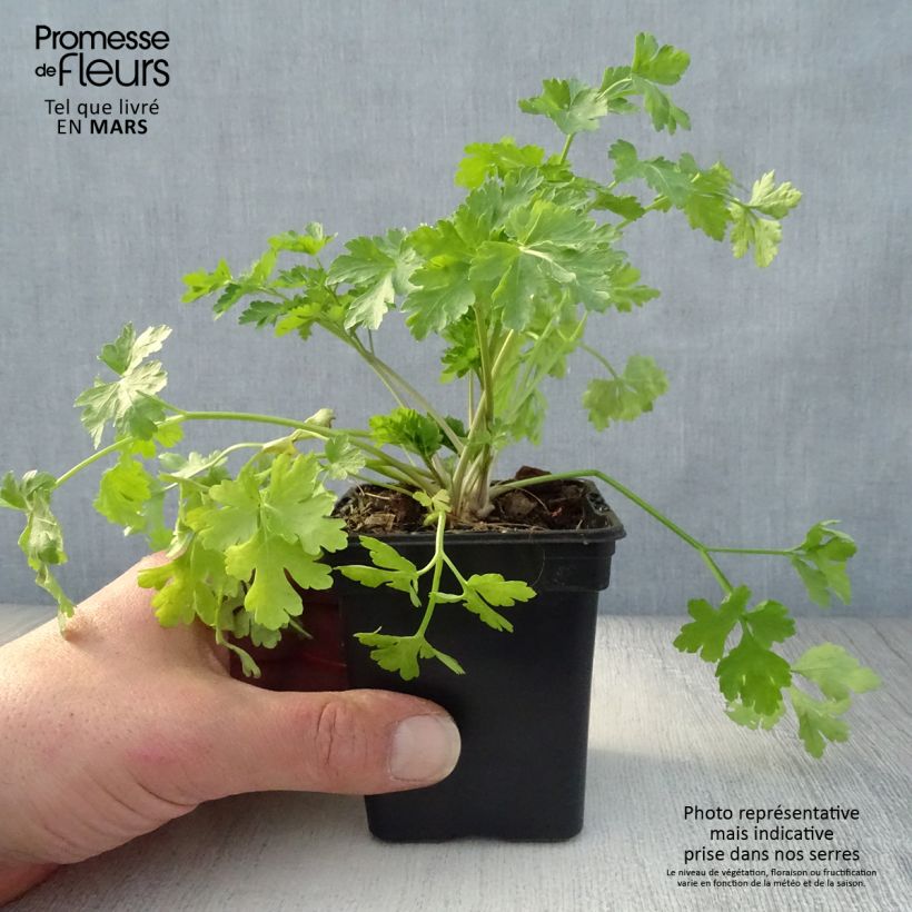 Organic Tuberous Parsley - Large-rooted Parsley in pot 7/8 cm pot sample as delivered in spring