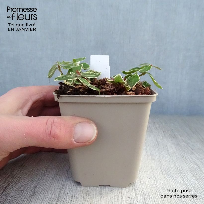 Vinca minor Ralph Shugert 8/9 cm pot sample as delivered in winter