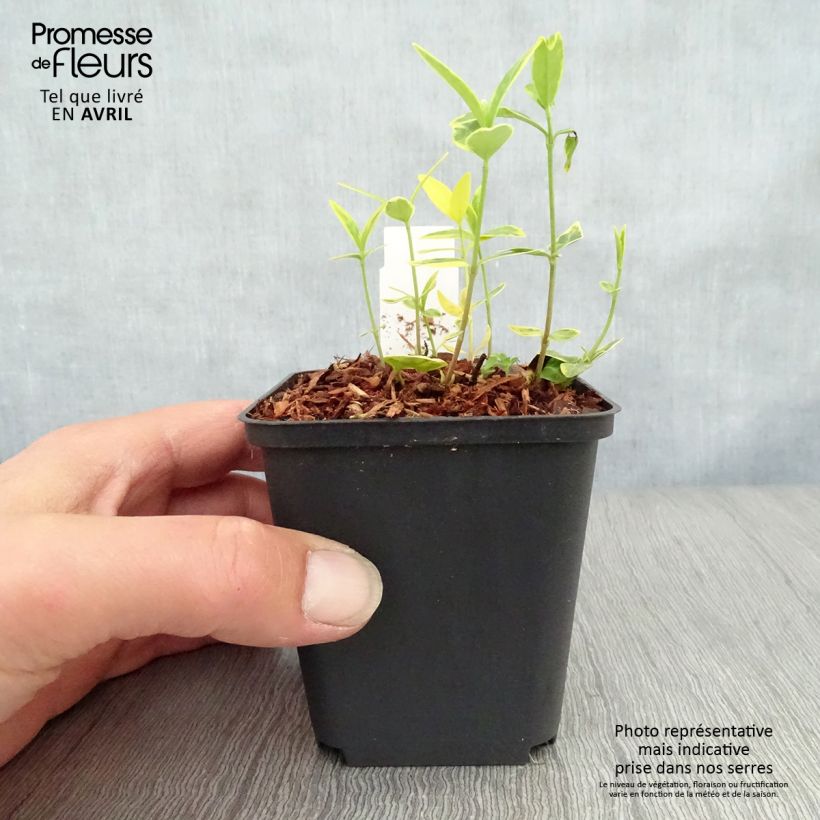 Vinca minor Ralph Shugert 8/9 cm pot sample as delivered in spring