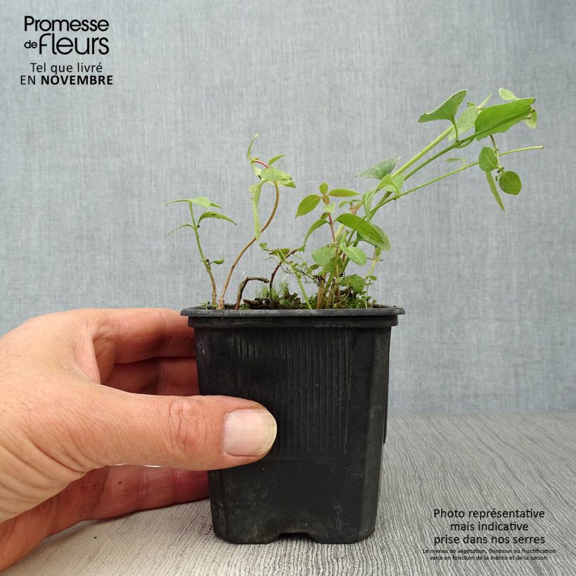 Vinca difformis 8/9 cm pot sample as delivered in autumn
