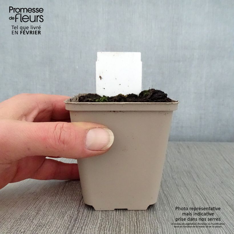 Petasites hybridus  8/9 cm pot sample as delivered in winter