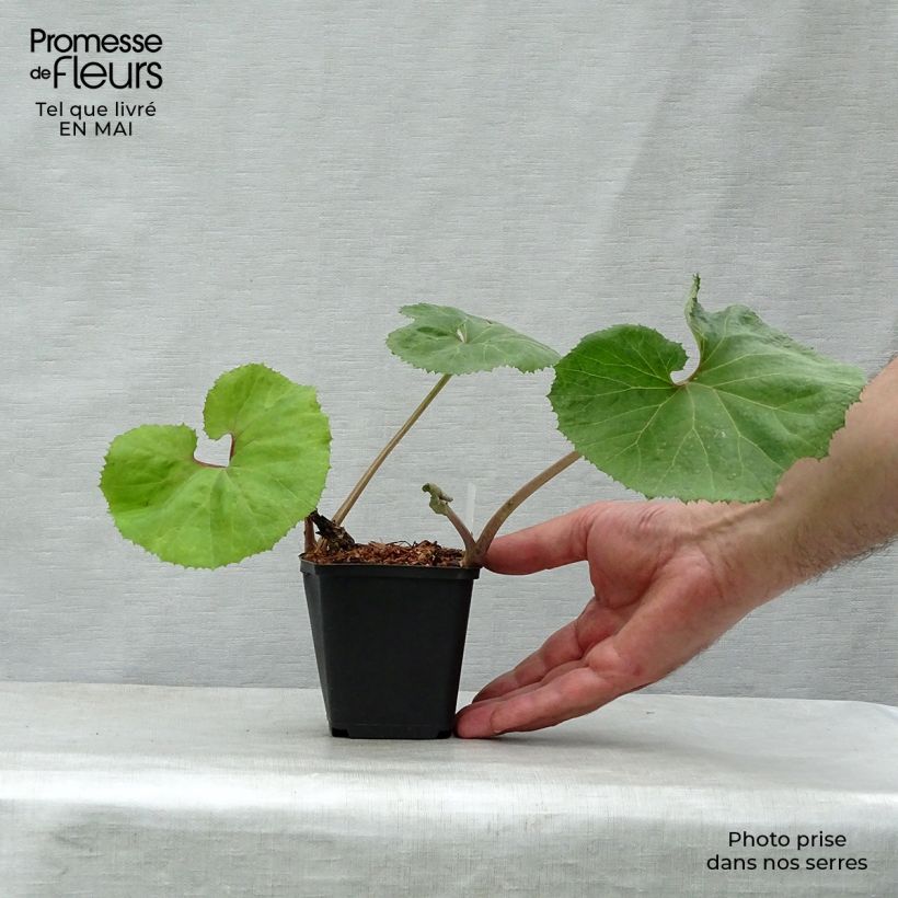 Petasites japonicus 'Giganteus' 8/9 cm pot sample as delivered in spring