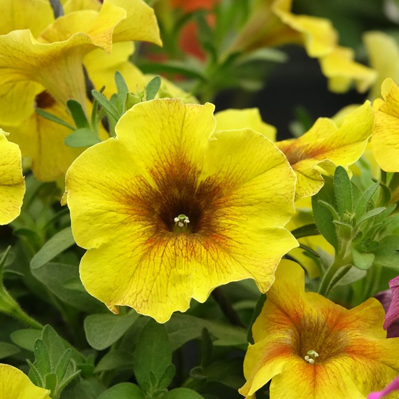 Petchoa hybrida BeautiCal Caramel Yellow (Flowering)