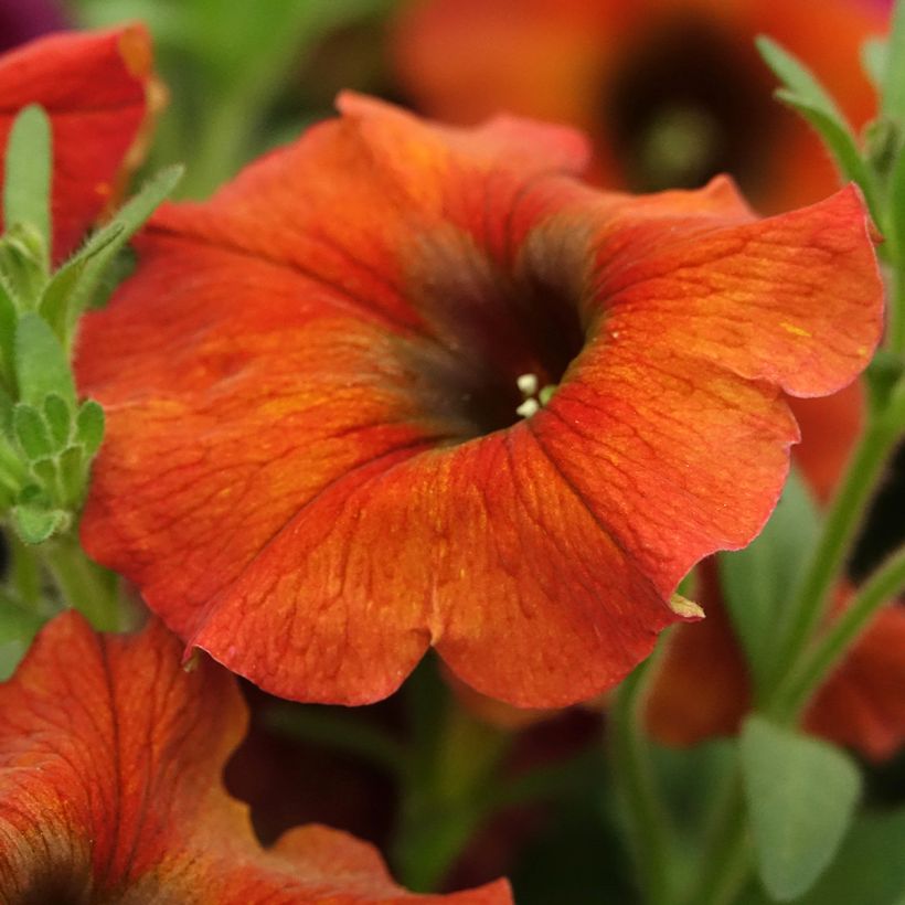Petchoa hybrida BeautiCal Cinnamon (Flowering)