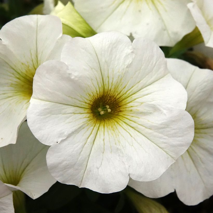 Petchoa hybrida BeautiCal Pearl White (Flowering)