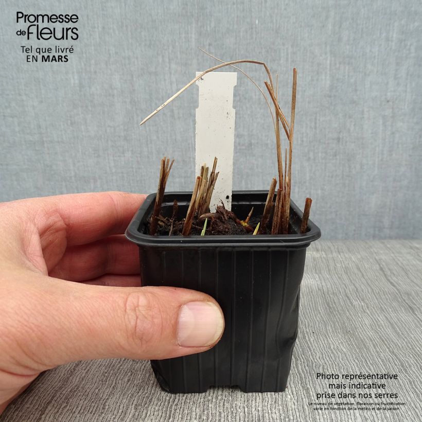 Typha minima  8/9 cm pot sample as delivered in winter