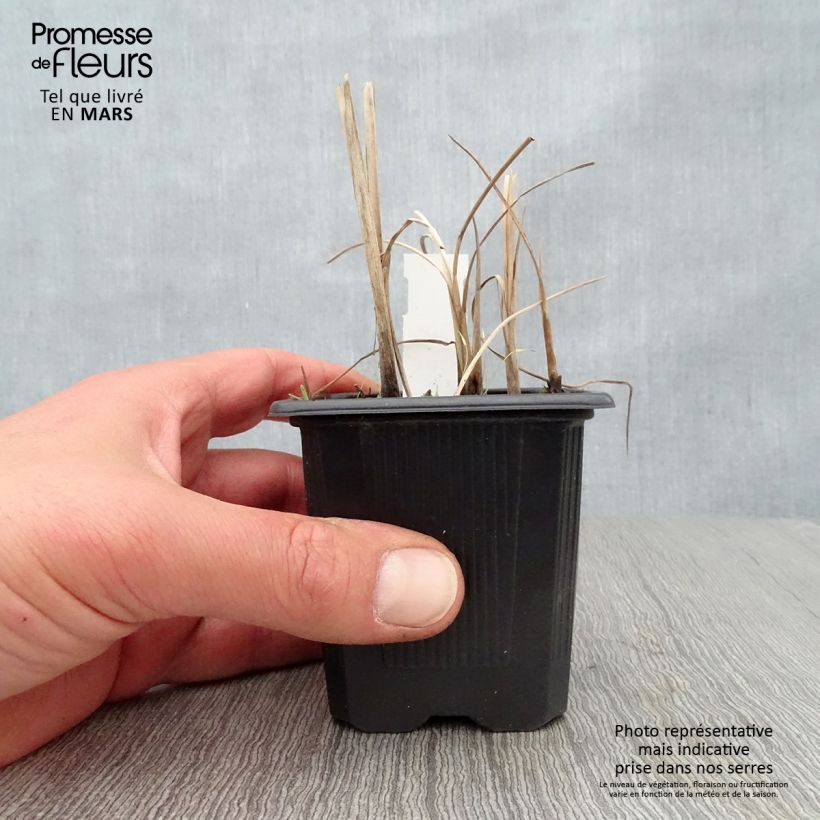 Typha minima  8/9 cm pot sample as delivered in spring