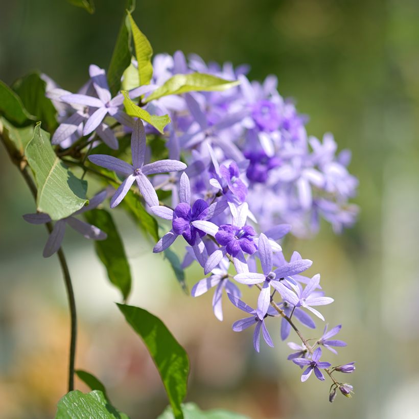 Petrea volubilis - Sandpaper vine (Flowering)