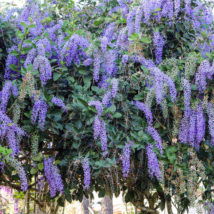 Petrea volubilis - Sandpaper vine (Plant habit)