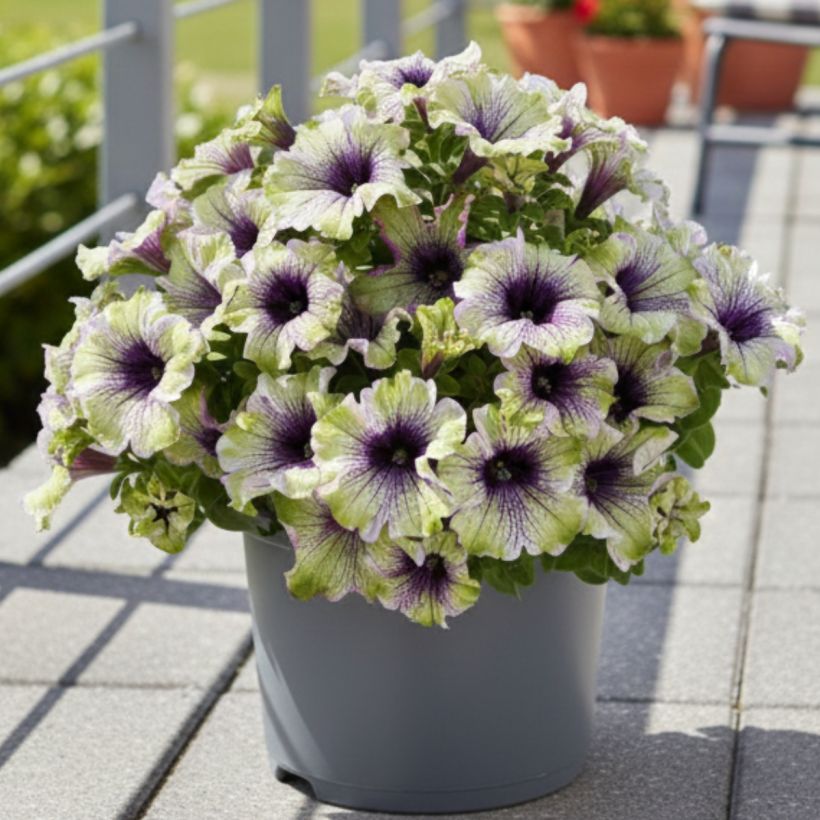 Petunia Amazonas Plum Cockatoo (Plant habit)