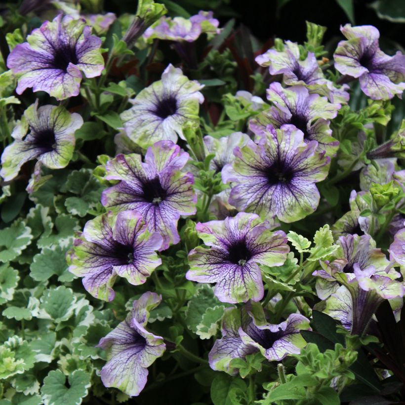 Petunia Amazonas Plum Cockatoo (Flowering)