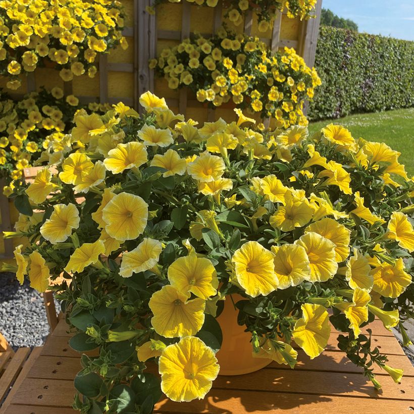 Petunia Bee's Knees (Flowering)