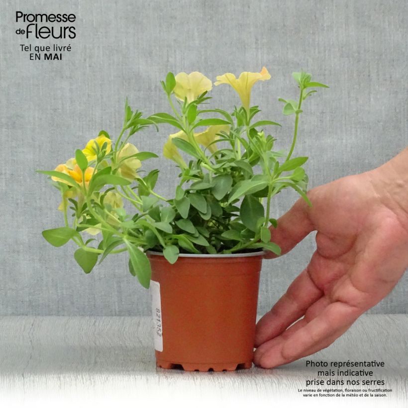 Petunia Cascadias Indian Summer 8/9 cm pot sample as delivered in spring